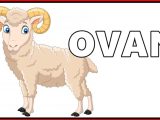 ovan