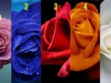 Izaberite ružu koja vam se najviše dopada: Test otkriva